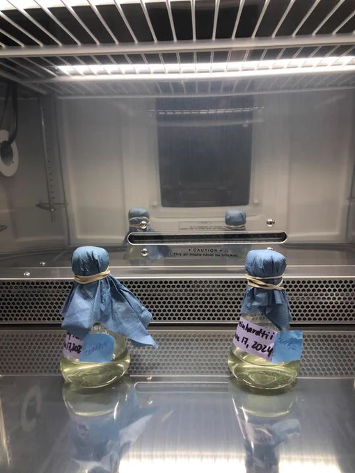 Picture of two 125mL flasks of C.reinhardtii with air flow plugs in our incubator. 