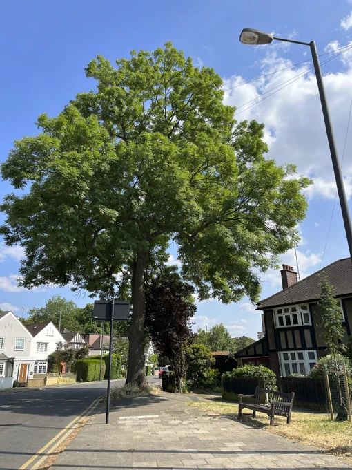 A stunning ash tree in a pavement in Harrow