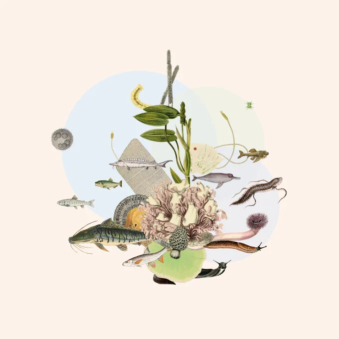 Collage on beige background of various freshwater organisms including fish, mammals, plants and invertebrates