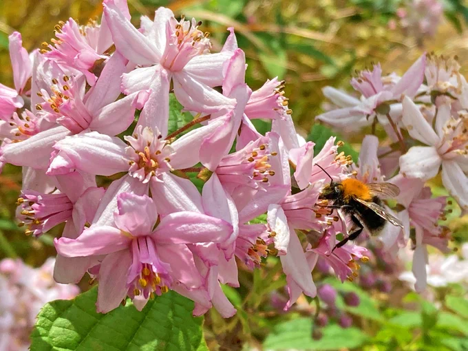 Find lots of different wildlife thriving on your doorstep. From blooming plants, hidden insects and fascinating fungi, prepare to be amazed!