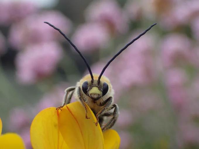 Long-horned Mining Bee (Eucera longicornis) © John Walters
