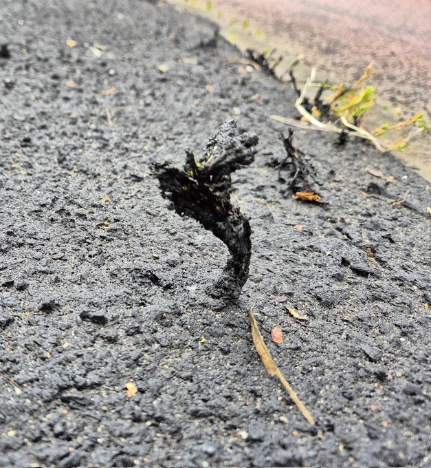 Close-up of a freshly tarmacked pavement with a weed growing up through the pavement. The weed is also coated in tarmac.