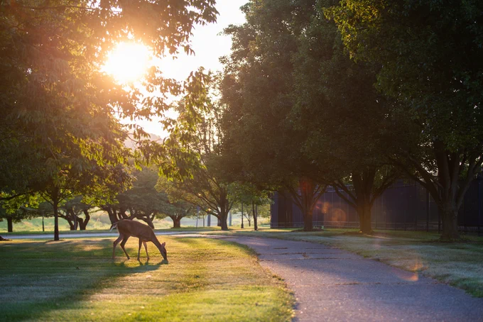 A deer eats grass beside a paved bikepath in the early morning hours on Ohio University's Athens Campus. Full trees and a rising sun are in the background.