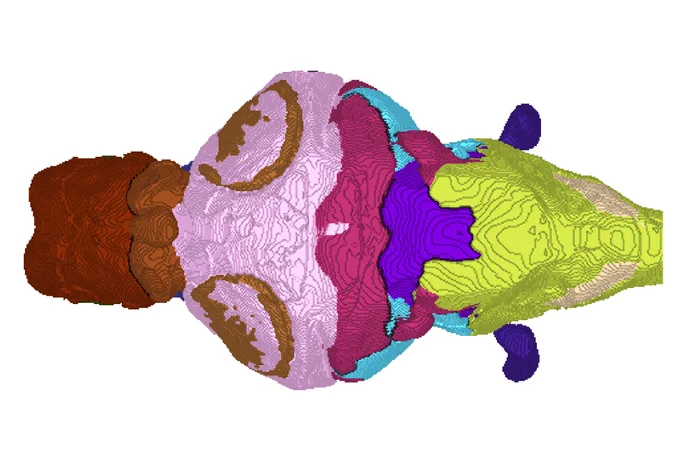 Dorsal view of the cavefish brain atlas annotations.