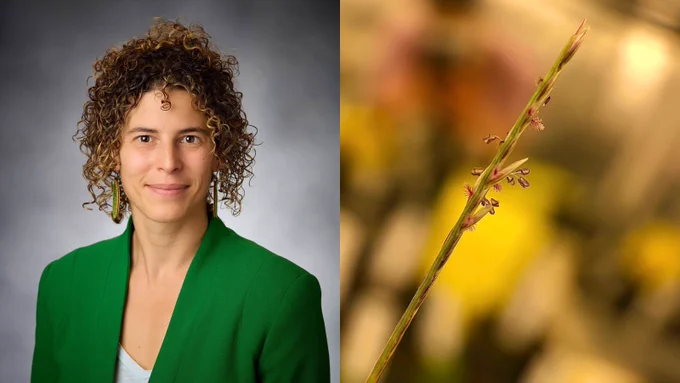 A headshot of Dr. Rose Marks in a white shirt and bright green blazer against a gray background is on the left side of the image next to a close-up photo of a green blade of Microchloa caffra that has gone to seed on the right side of the image