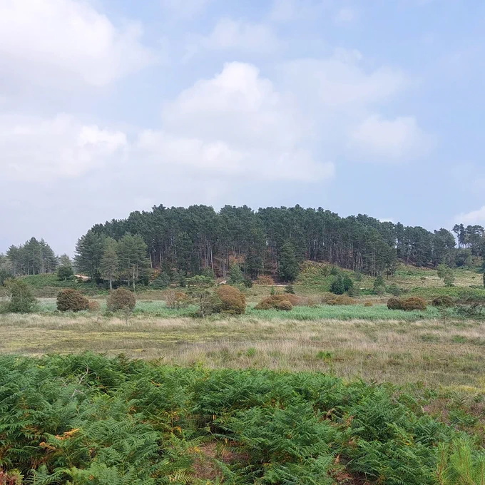 A landscape featuring a wide, open heathland with bracken in the foreground and tall pine trees in the background.