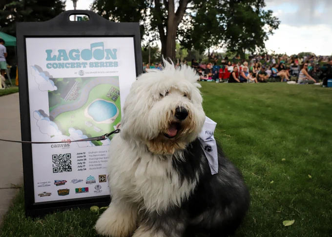 Old English Sheepdog posing in front of the Lagoon Concert Series poster at the Lagoon Concert. 