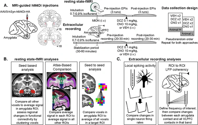 Figure 1 from Elorette and Fujimoto et al. 2024, Nature Communications
