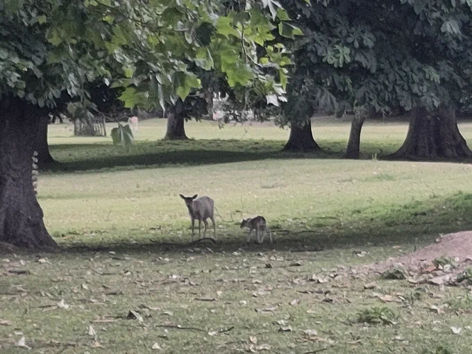 The image is a picture of a doe standing and looking straight ahead, with her fawn walking to her side, under a big tree in the Deer Park at Magdalen College. The setting is early evening, and there are more big trees in the background.