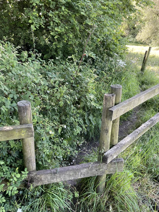 Photo of a style at the entry to a footpath. Lots of thick undergrowth beyond