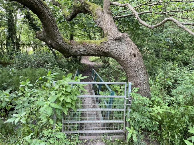 Photo of a gate over a small foot bridge. A tree curves over it. Lush green either side and beyond