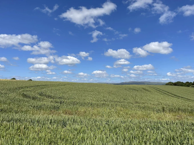 Photo across a green field towards the horizon where it meets blue skies