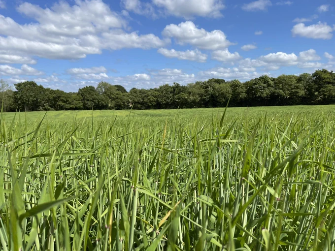 Photo across a green field of wheat (I think) towards a wood at the far side under blue skies