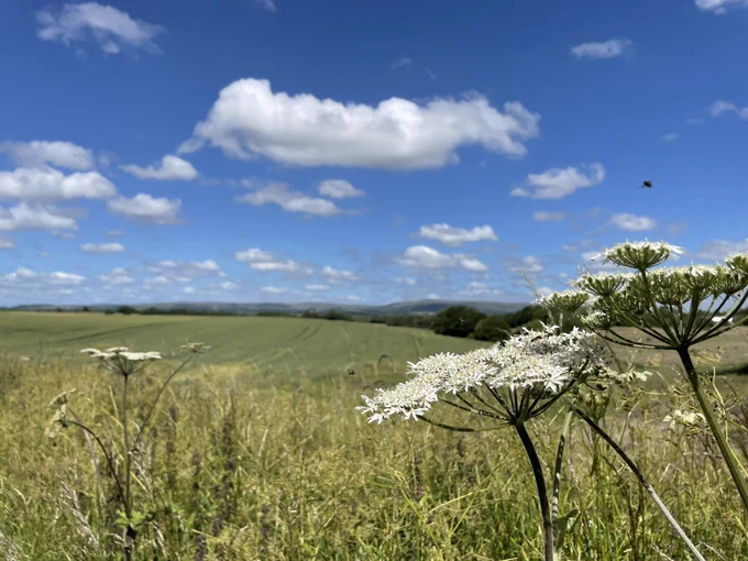 Photo across rolling fields toward distance hills. Blue skies dotted with clouds. In the foreground some local plant life