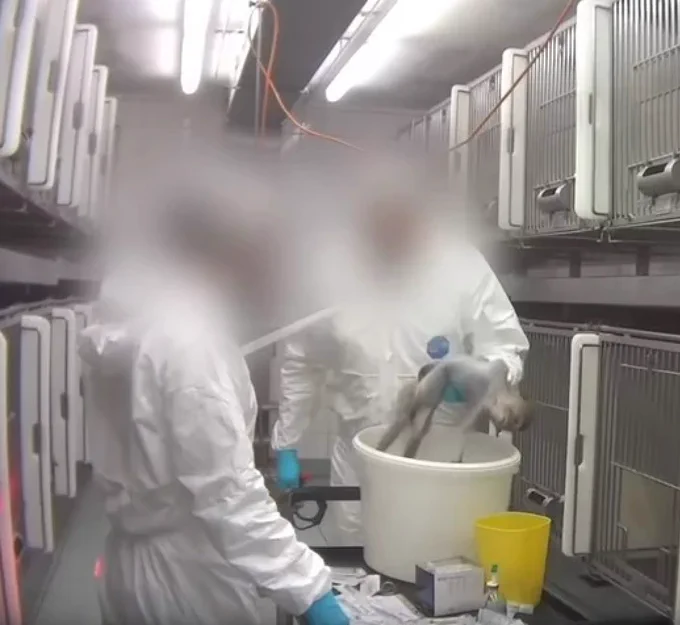 Macaco de cola larga en el Laboratorio de Farmacología y Toxicología en Alemania. © Cruelty Free International / SOKO Tierschutz
