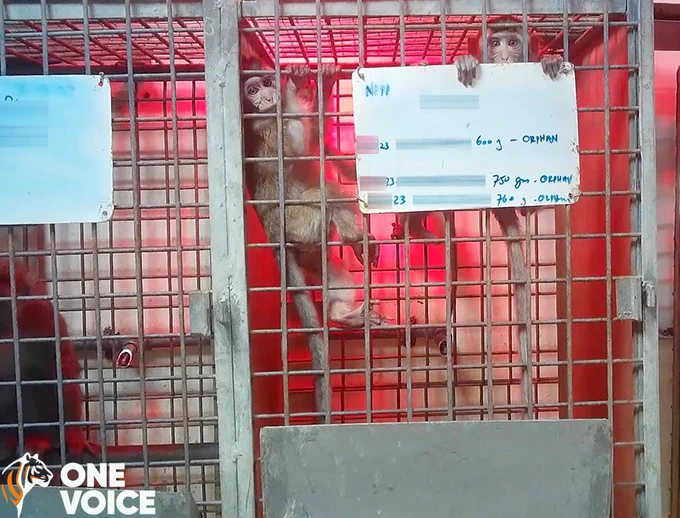 Macacos de cola larga huérfanos en granja de Noveprim en Mauricio. © OneVoice

Vídeo: Macacos de cola larga en laboratorio ITR en Canadá. © Last Chance for Animals