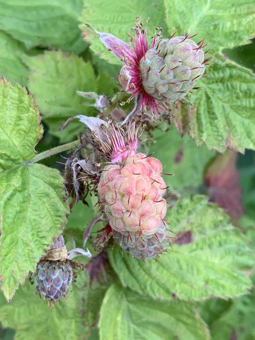 A photo of three raspberries on a raspberry plant. The raspberries are!’t ripe yet