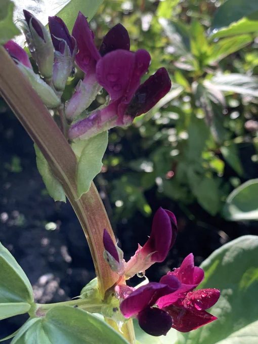 A photo of a close up of purply red broad bean flowers