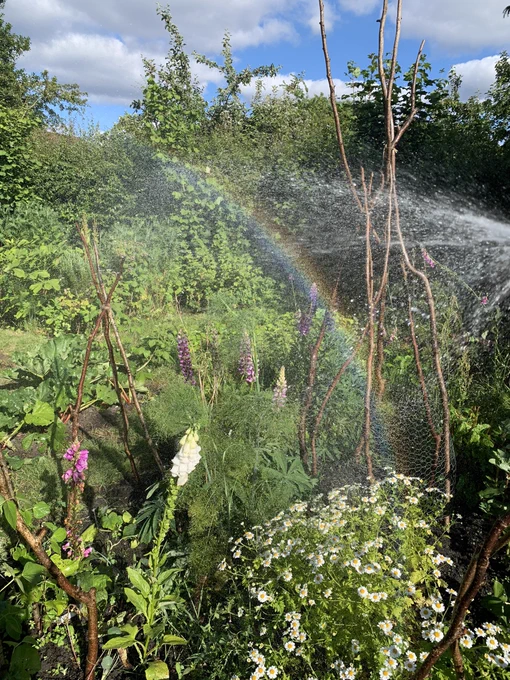 A photo of an allotment full of plants & flowers (it looks very green) a hose is being used to water the plants & a rainbow can be seen in the most from the spray