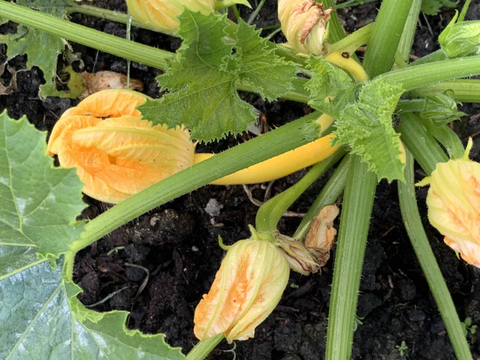 A photo of a courgette plant with bright yellow flowers. There is one golden yellow courgette growing on the plant