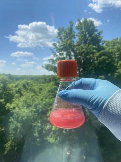 erlenmeyer flask of liquid culture of bacteria expressing rfp, which creates this pink-ish broth, in front of a sunny Burlington, MA forest landscape.