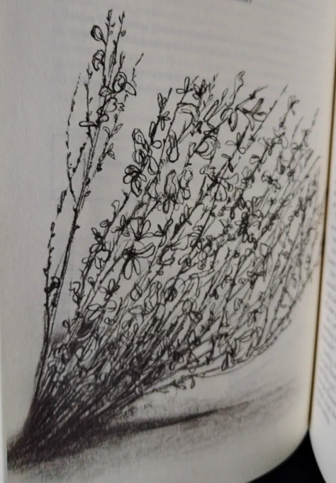 Black and white drawing of the broom in blossom, by Sherry Kathleen Robinson. There are spiky stems, and small unfurling petals. 