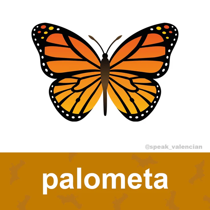 Imatge d’una palometa. Font: @speak_valencian