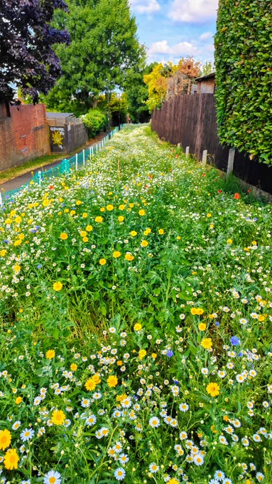 A photo of Wellfield Walk wildflowers in full bloom