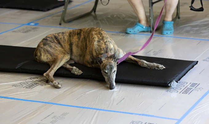 Dog snoozes on a mat a County cooling center