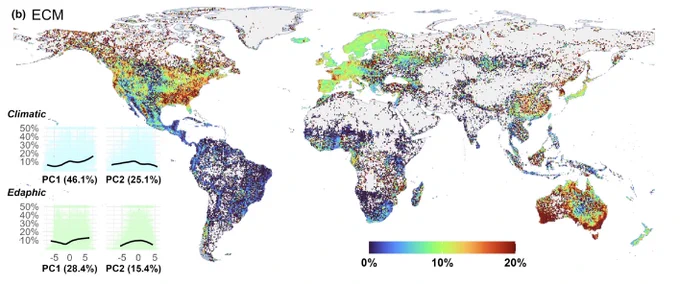 Global distribution of EcM hosts