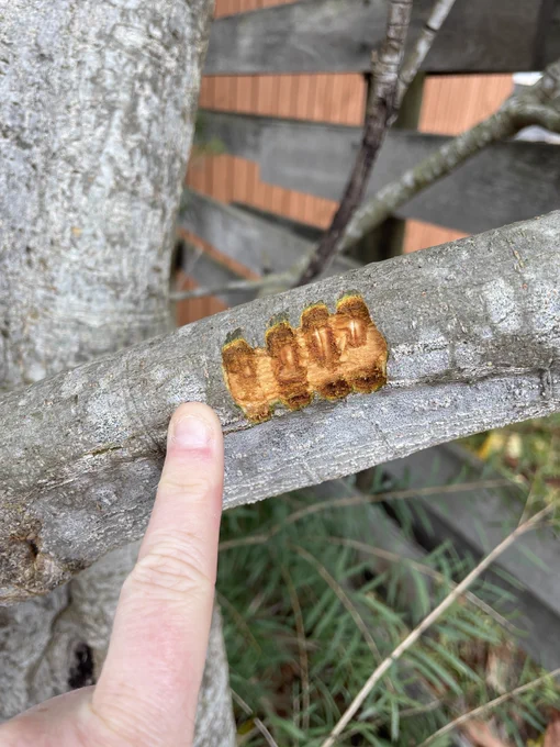 Photo of a tree branch with four short vertical bite marks on it and a persons finger for scale.