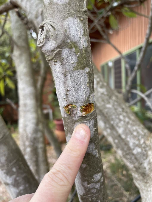 Photo of a tree branch with one short horizontal bite mark on it and a persons finger for scale.