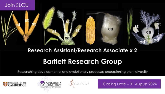 Promotional graphic with images and text on black background. Text says "Join SLCU. Research Assistant/Research Associate x 2. Bartlet Research Group, Researching developmental and evolutionary processes underpinning plant diversity". Images of sexual organs of 3 grasses with carpels and stamens labelled - Maize (tassel, ear and individual carpel), Brachypodium flower and Setaria flower.