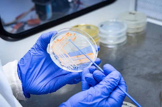Swabbing orange substance on a petri dish in a lab