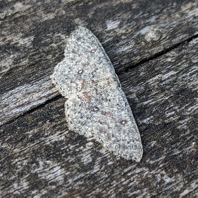 A moth with mottled grey and white wings resting on a wooden surface.