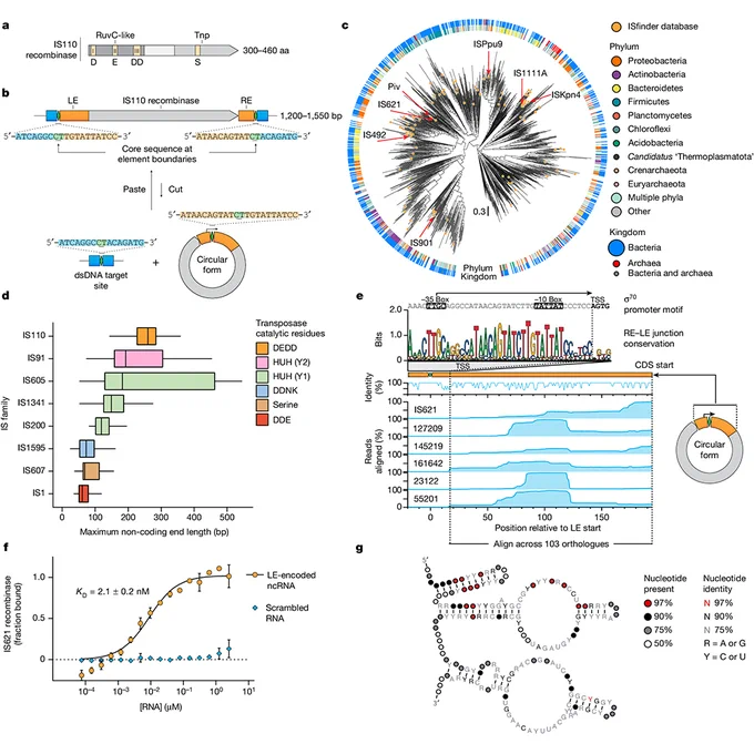 This is figure 1 from the paper from Patrick Hsu and colleagues, which shows that IS110 mobile genetic elements express a ncRNA that is bound by its encoded recombinase.
