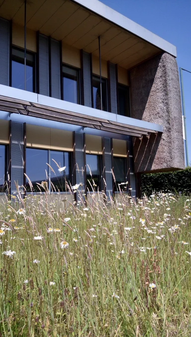 Wild flowers in the foreground by The Enterprise Centre