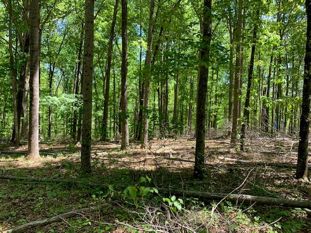 Shady semi-mature hardwood forest wit widely spaced trees. 