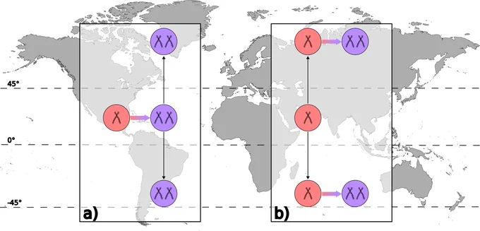 Conceptual diagram of historical biogeographic patterns expected to be observed under the ‘centers of arrival’ hypothesis (on the left) and the ‘centers of polyploidization’ hypothesis (on the right). Under the ‘centers of arrival’ scenario, polyploidization occurs across the globe but is followed by higher rates of antiequatorial movement relative to diploids. Under the ‘centers of polyploidization’ scenario, we expect to see higher rates of polyploidization in poleward environments.