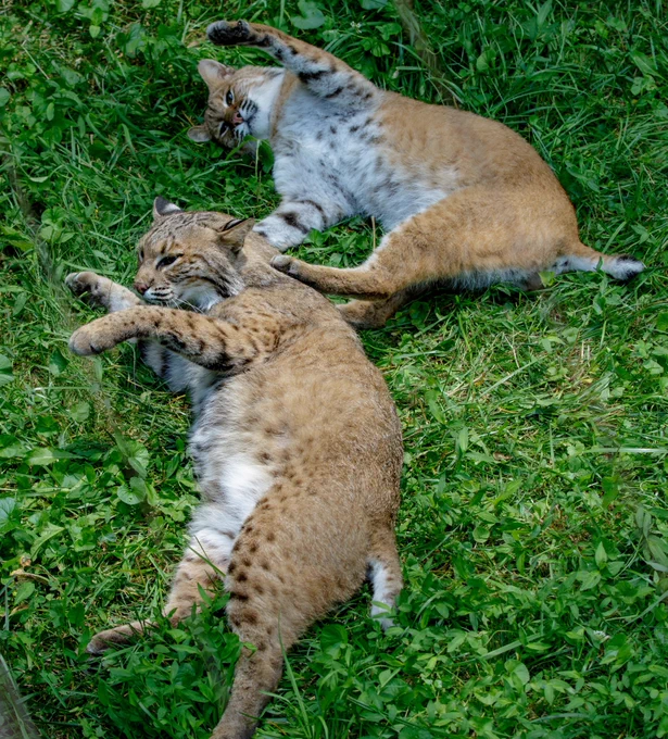 two bobcats playing