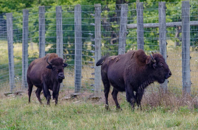 two Bison in front of a fence
