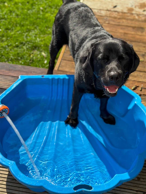 Quark, a black Labrador looking excited as he stands in a large shell shaped tub as it fills up with water