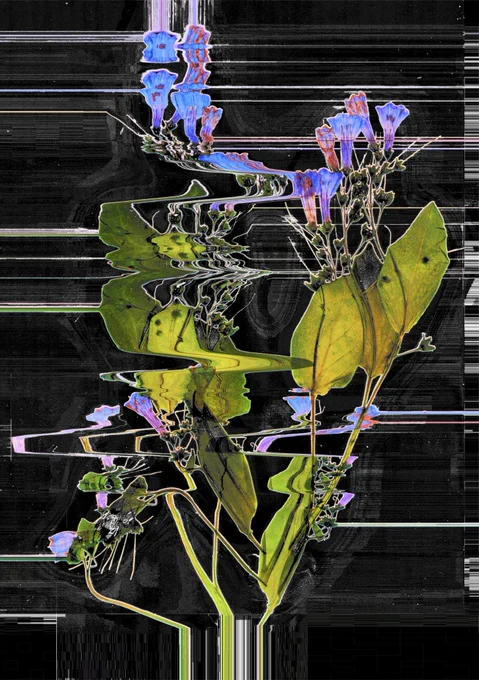Pressed flowers, digitally distorted into something like a botanical bar code: bold yellow-green leaves and delicately veined, fluorescent blue-violet petals are backlit and warped against a dark, swirling background with glitchy, linear streaks.