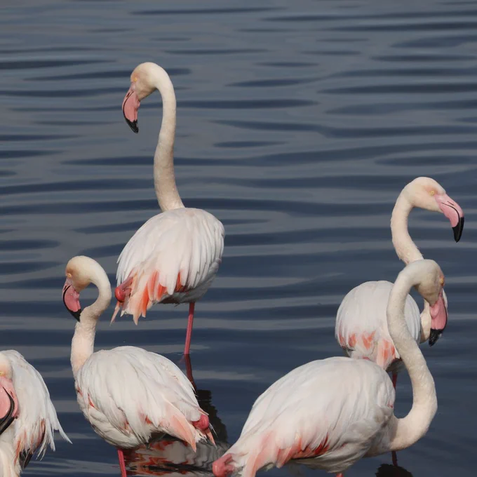 Flamingos at a Ramsar site, meaning protected wetlands, in Cape Town, South Africa. Credit: Professor Richard Kingsford