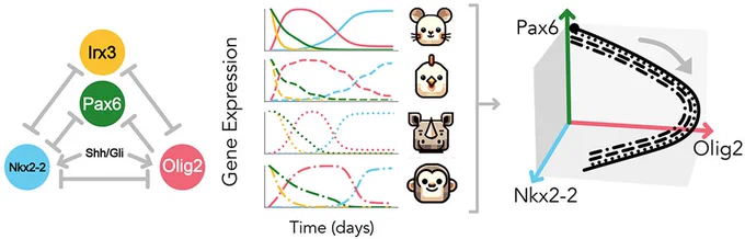 Studying orbits of gene expression to understand developmental tempo. A common gene regulatory network across species (left) is expected to have different biochemical parameters that results in different gene expression trajectories (middle). Nevertheless, the function can be captured by studying the orbit of gene expression (right).