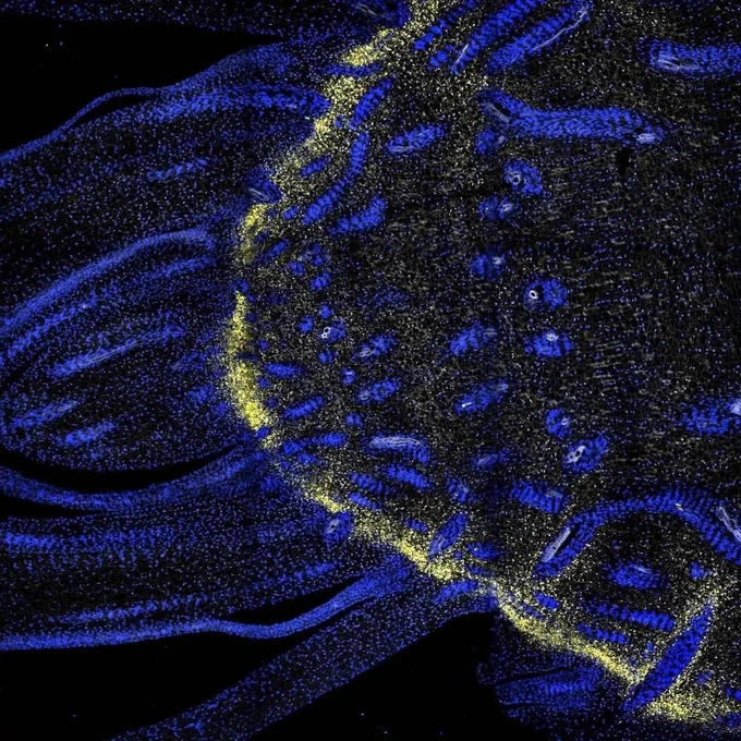 Image: This award-winning image by Brandon James, Project Manager in the Swaminathan lab at the HudsonAlpha Institute, shows a thin slice of part of a Sorghum bicolor shoot apex. The fluorescent probes show cells in the shoot (nuclei labeled in blue) and the expression of RNA transcripts of a gene called KNAT1 (yellow). This is part of work by CABBI and its partners to better understand different cell types within sorghum stems and enable cell-type-specific engineering for bioenergy and novel bioproducts. Credit: Center for Advanced Bioenergy and Bioproducts Innovation (CABBI)