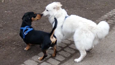 Two dogs sniffing each other.