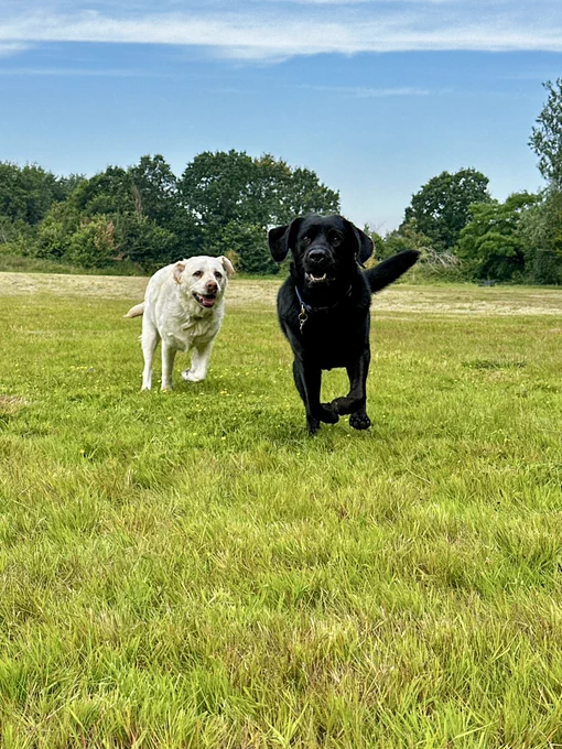 Kika, a yellow Labrador and Quark, a black Labrador running together in the park. Both dogs look happy as they run towards the camera