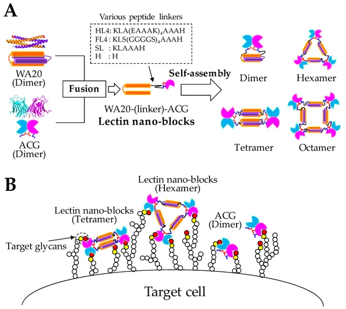 Schematics of the lectin nano-blocks. (A) Design of the lectin nano-blocks. The lectin nano-blocks were constructed by fusing the dimeric de novo protein WA20 (PDB ID: 3VJF) [9] to the dimeric lectin Agrocybe cylindracea galectin (ACG) (PDB ID: 1WW7) [30] with different type of linkers (HL4, FL4, SL, and H). In addition, WA20-ΔN3ACG was constructed by fusing WA20 and ACG without a linker and with the deletion of the N-terminal 3 aa of ACG. Since both WA20 and ACG form dimer, the lectin nano-blocks are expected to form self-assembling oligomers in multiples of 2-mer. (B) Schematics of the binding of the lectin nano-blocks and ACG to target glycans on cells. Because the lectin nano-block oligomers have more carbohydrate recognition domains (CRDs) than the original ACG, they are expected to enhance the binding avidity to target glycans by multivalent binding effect.
