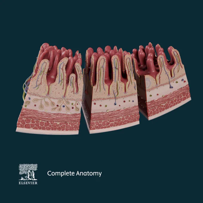 Small intestine - The small intestine has three parts: the duodenum, jejunum, and ileum. It helps to further digest food coming from the stomach. This model shows all three parts side by side. This allows users to compare and contrast the structures between each area.